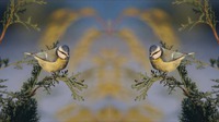 ビデオ鏡像