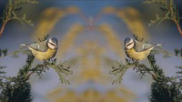 動画を反転